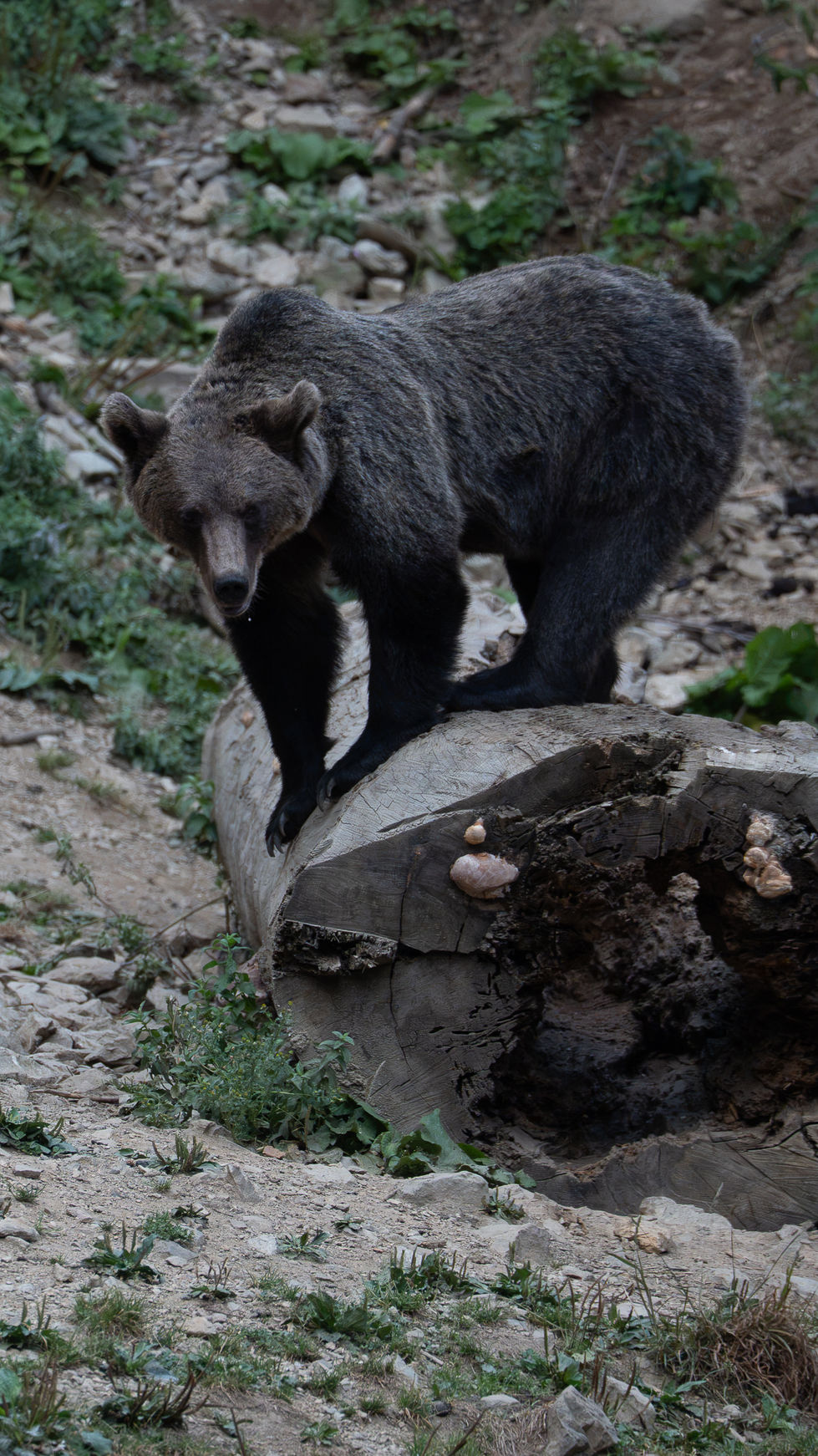 Bear