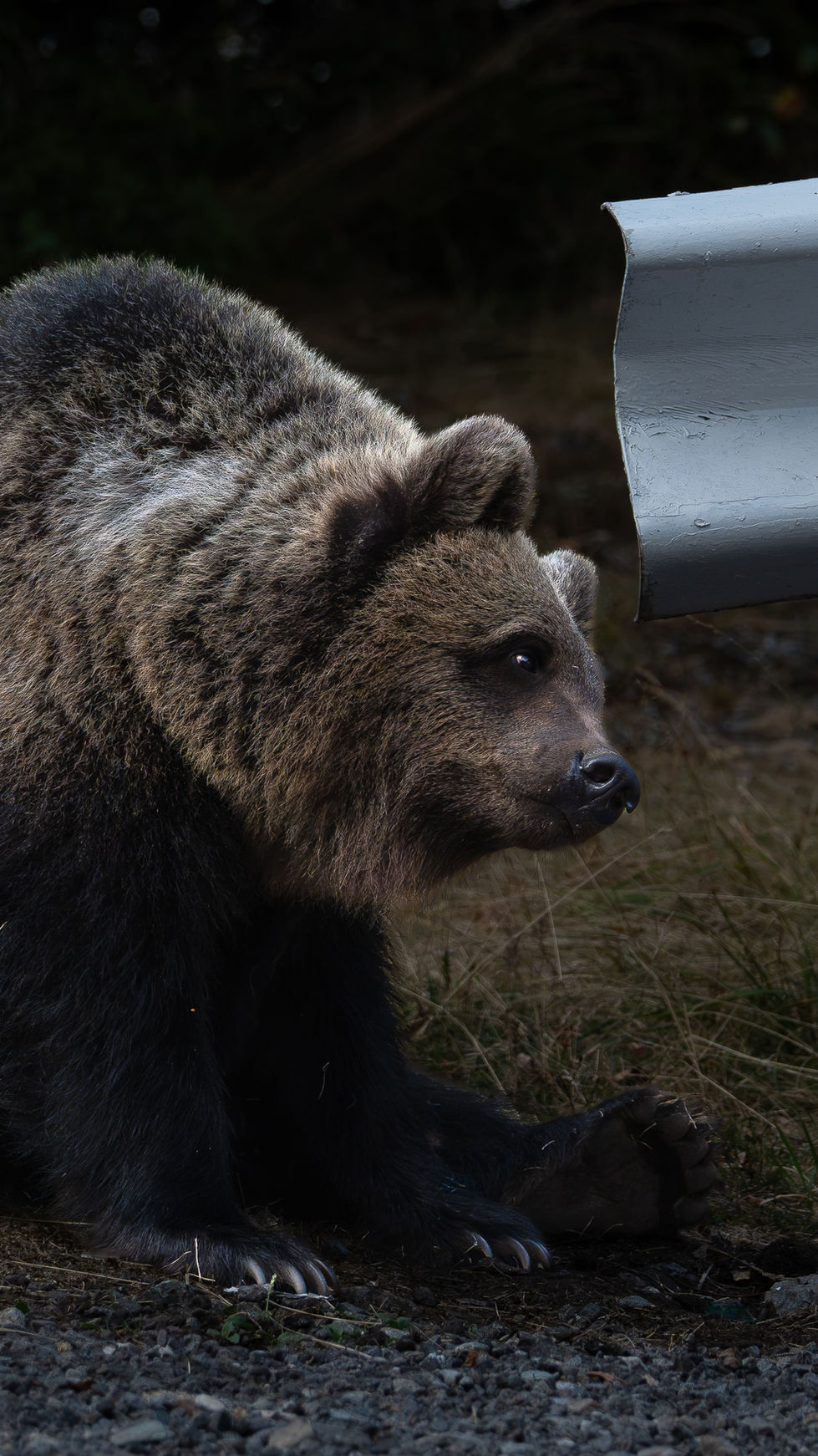 Bear