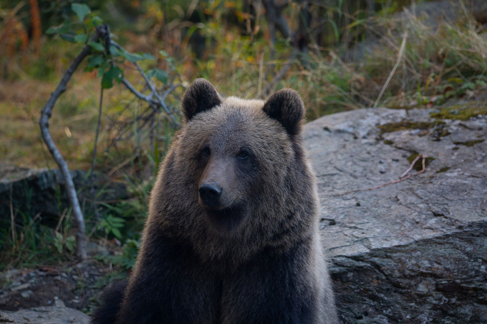 Bear