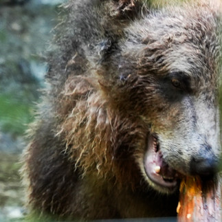 Marsican Brown Bear