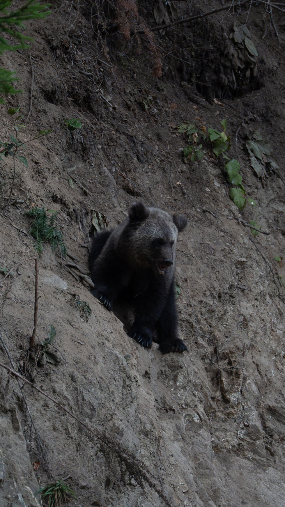 Bear