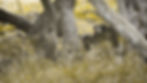 sri lanka sloth bear