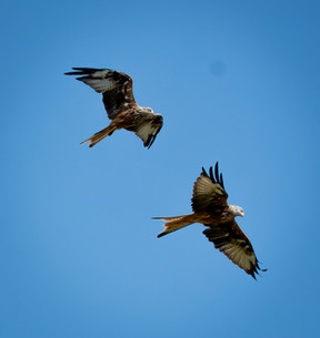 Red kite