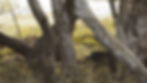 sloth bear wilpattu
