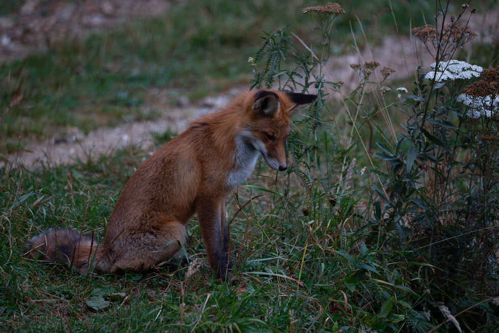Fox