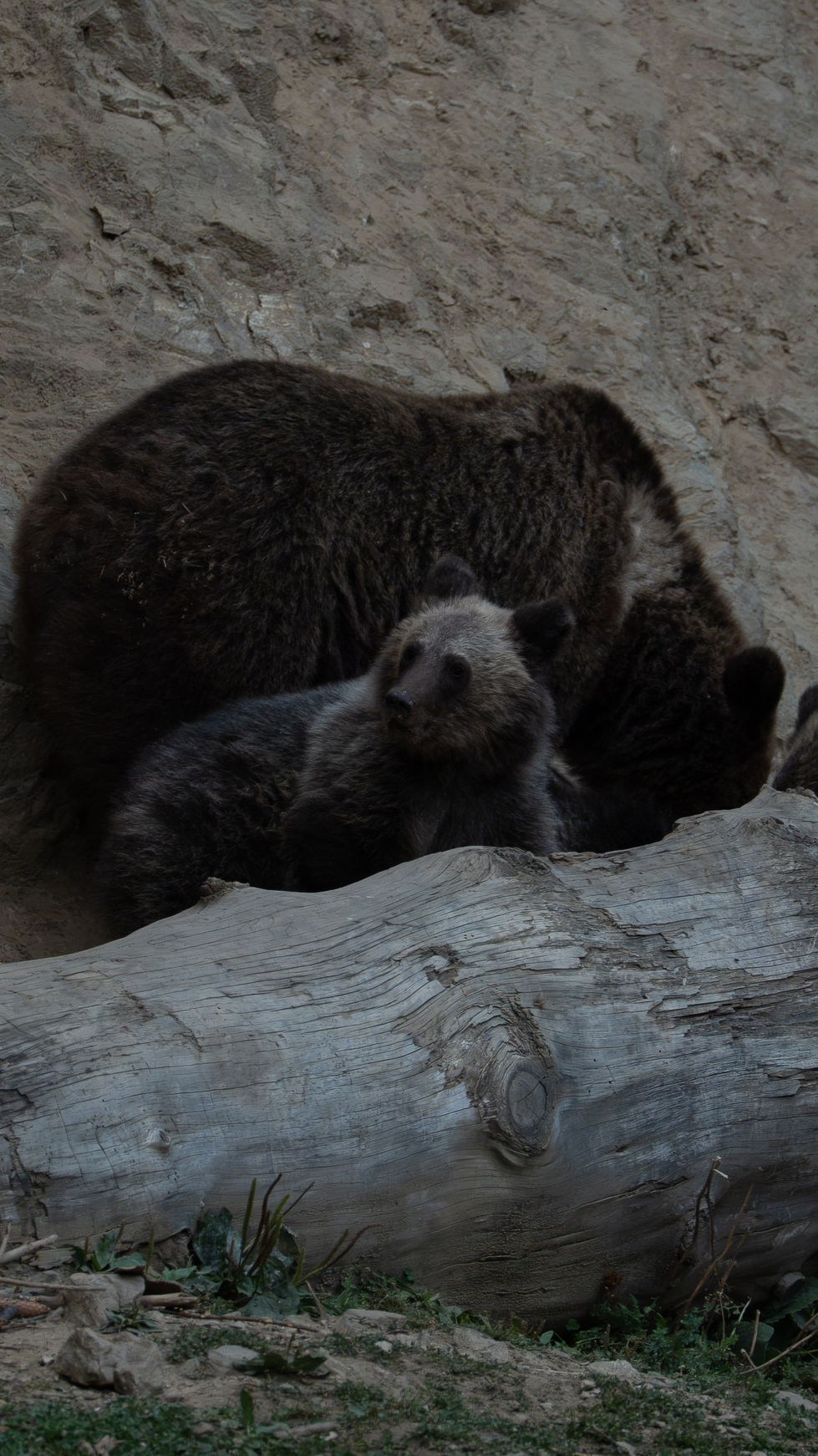 Bear