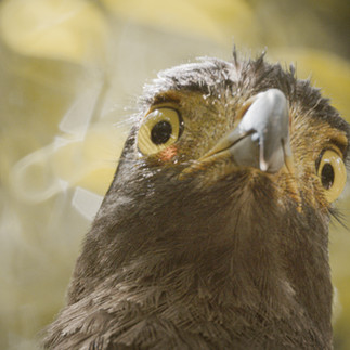 serpent eagle sri lanka