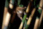 loris in trees