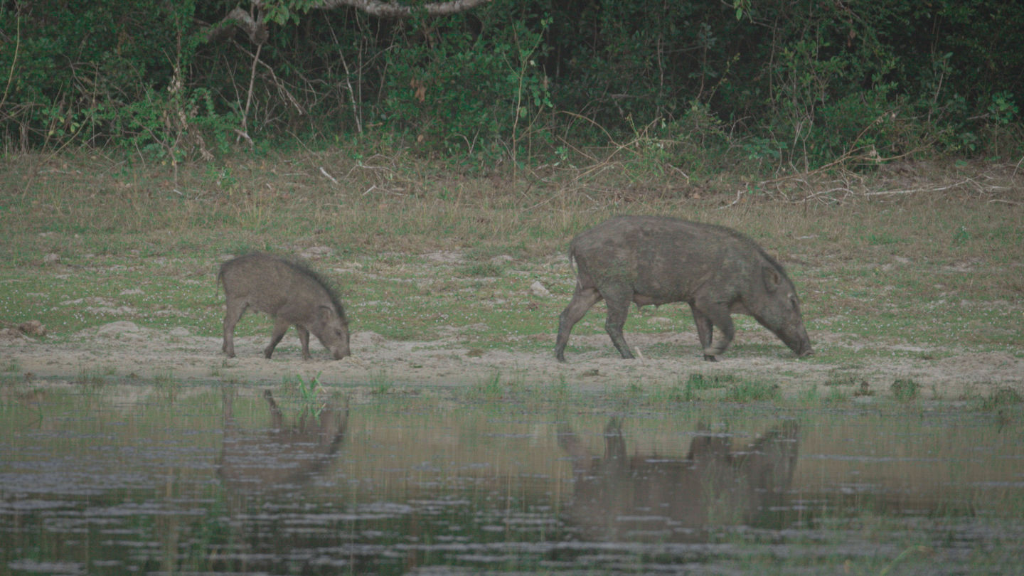 Wild Boar