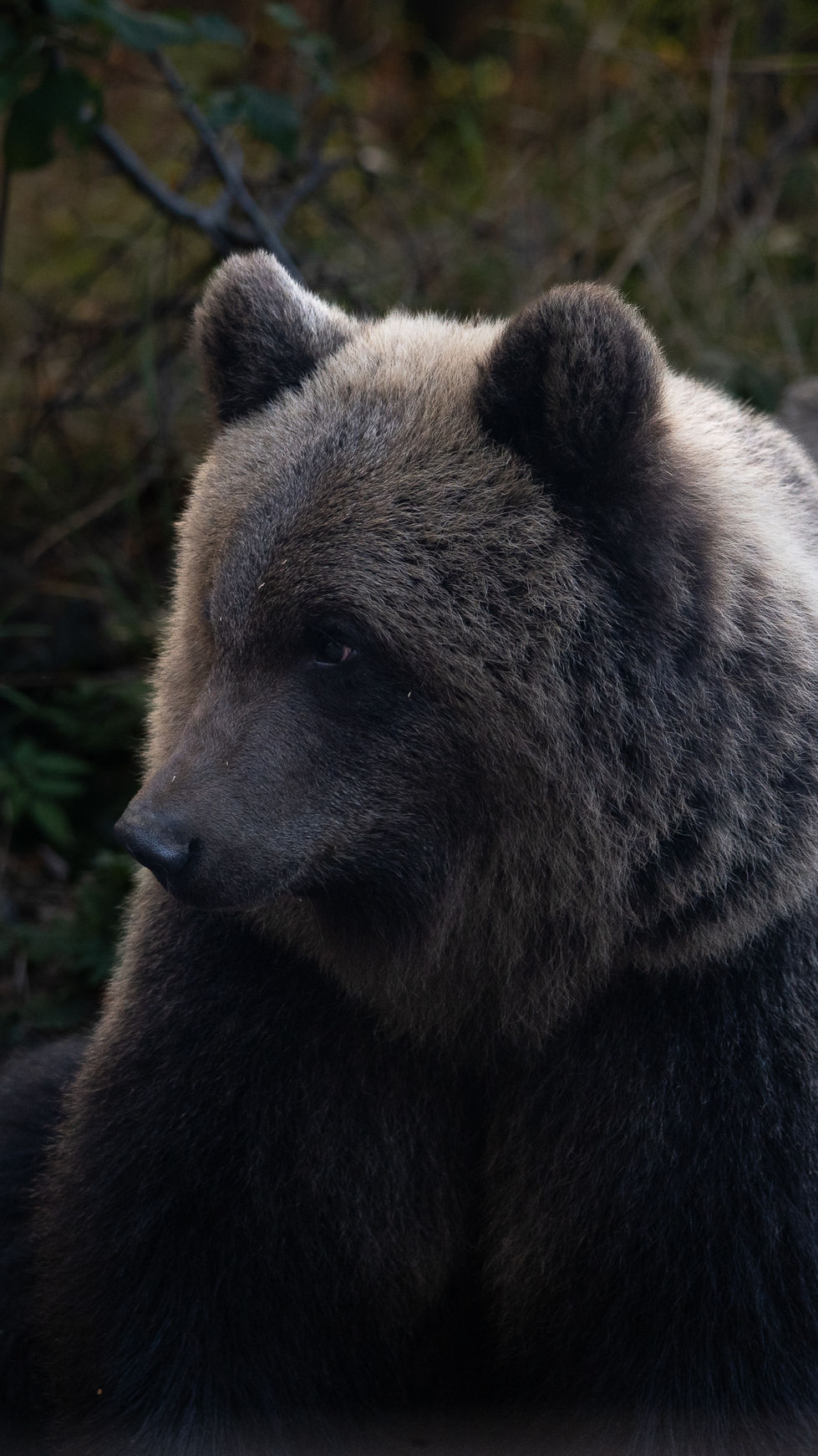 Bear