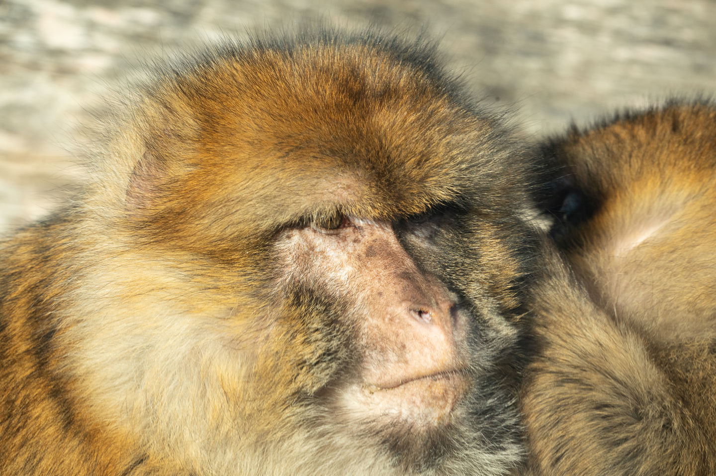 macaque woburn safari park
