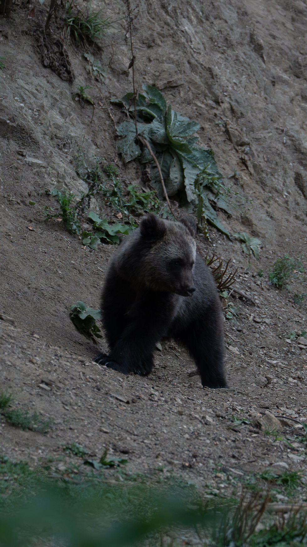 Bear