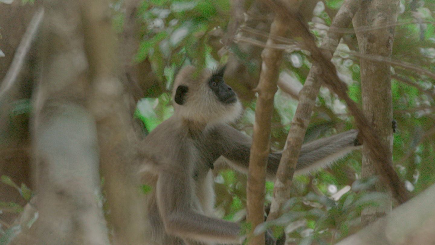 Langur in the trees