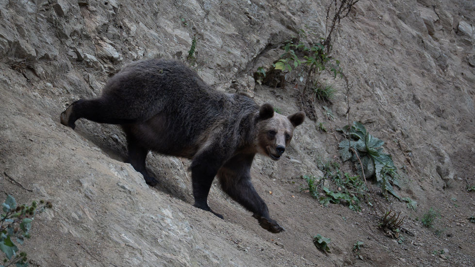 Bear