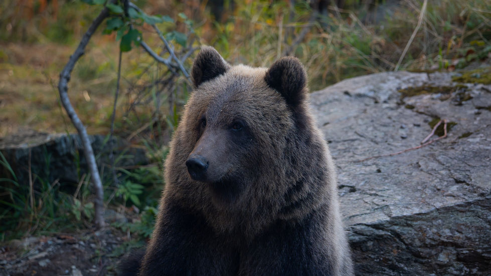 Bear