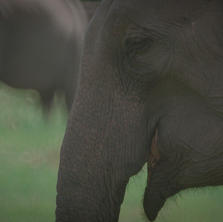elephant close up