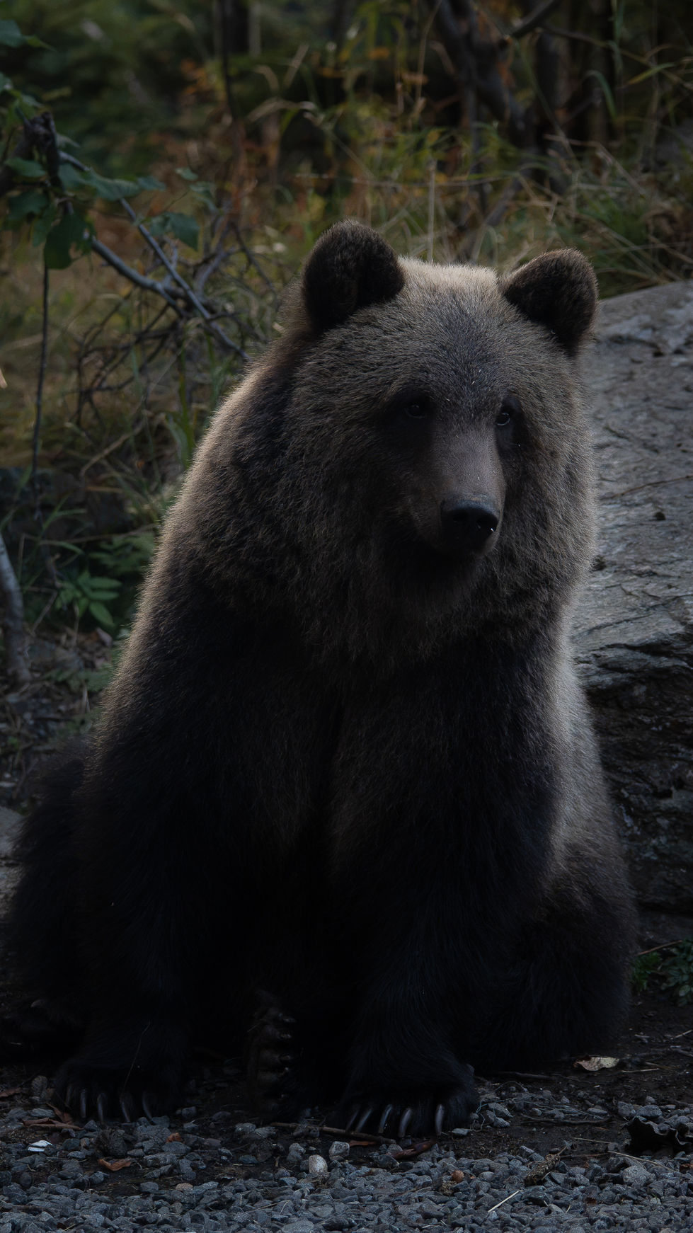Bear