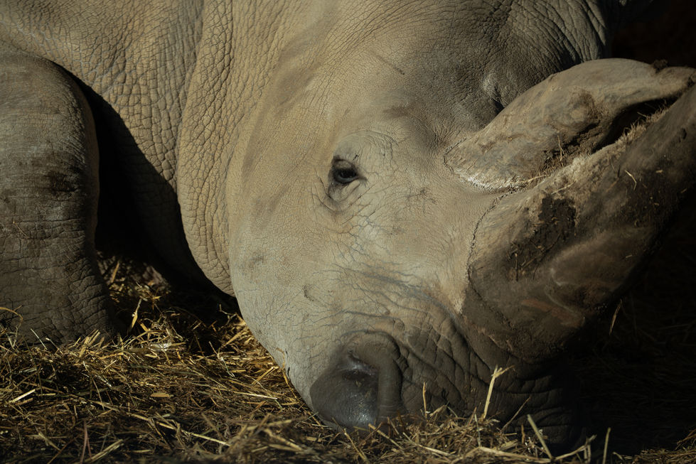 rhino - woburn safari