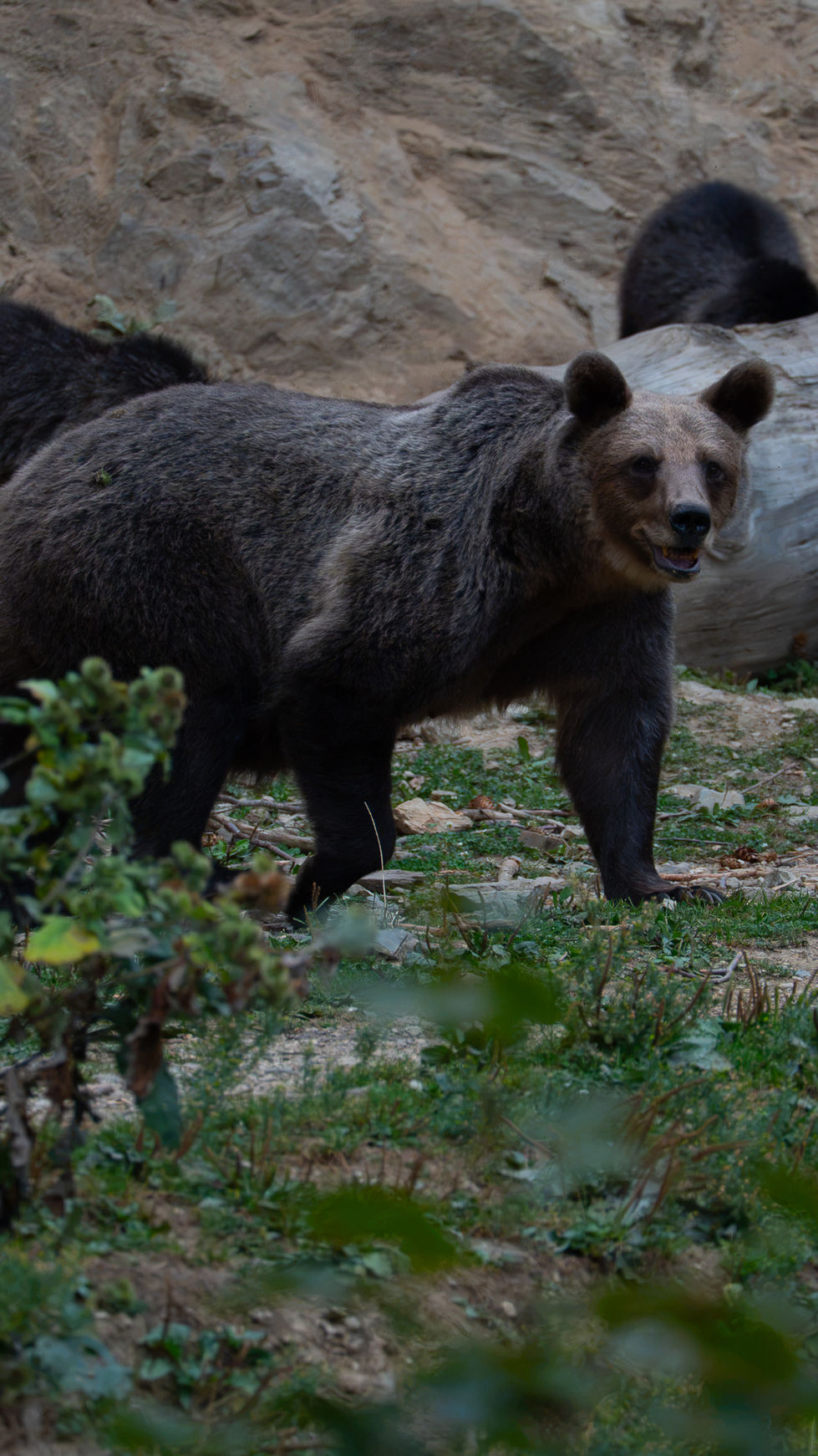 Bear
