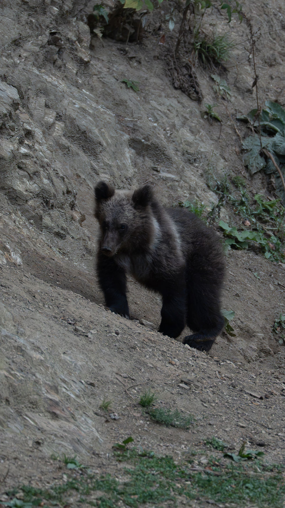 Bear