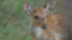 barking deer