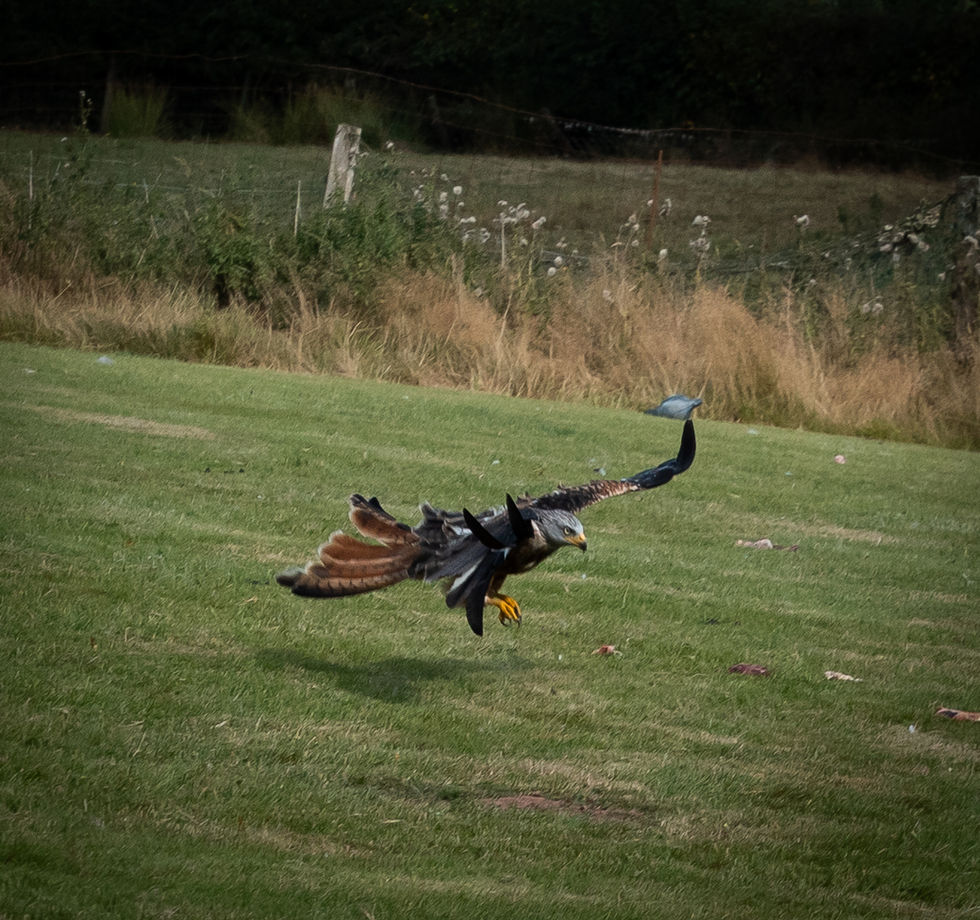 Red Kite