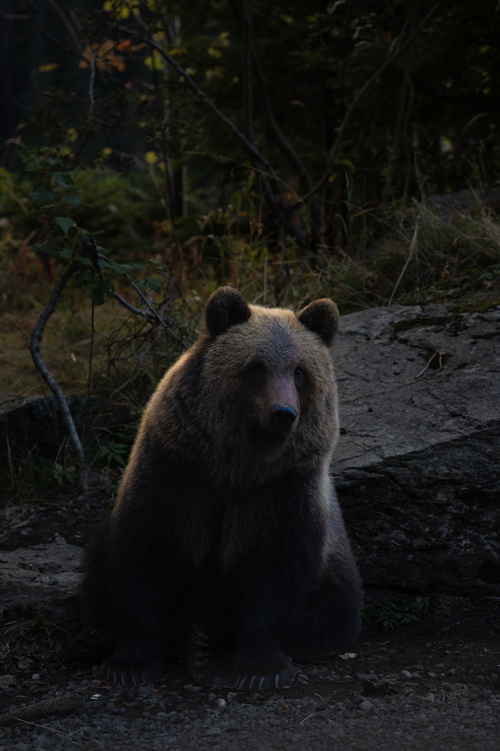 Bear