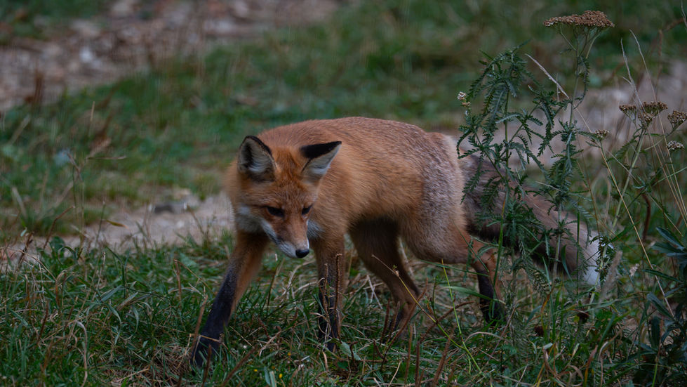 Fox