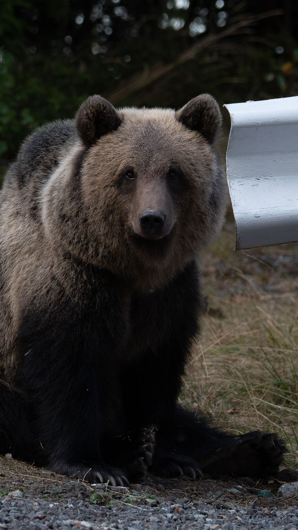 Bear