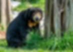 sun bear image