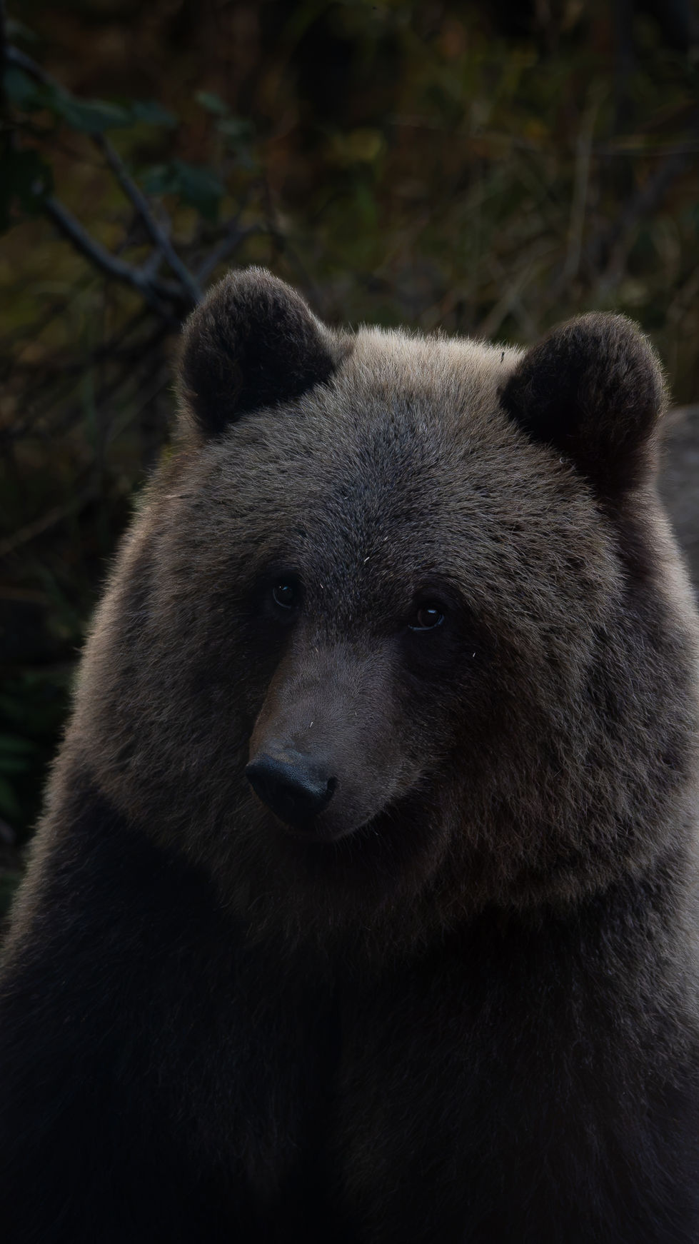 Bear
