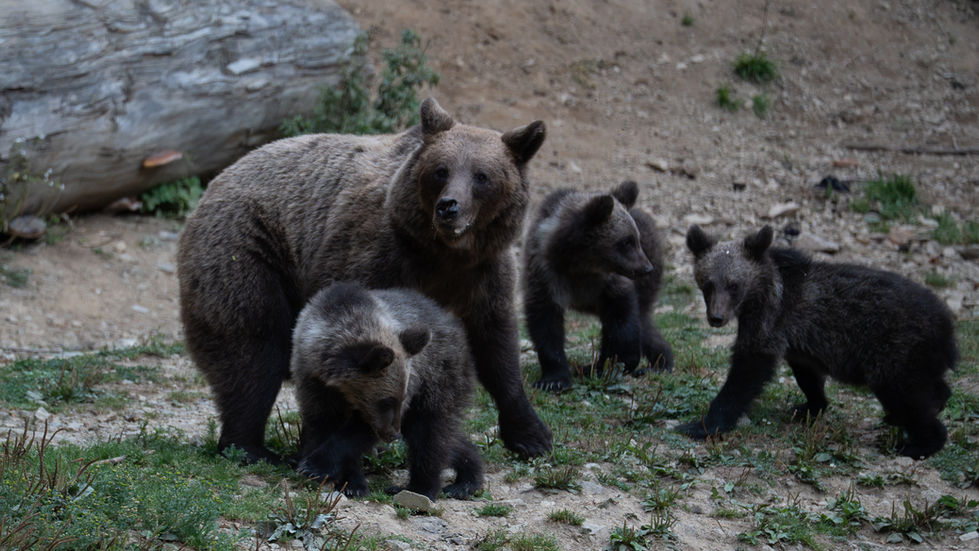 Bear