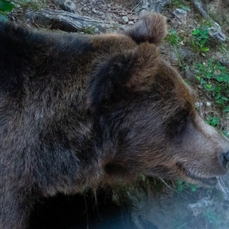 Marsican Brown Bear