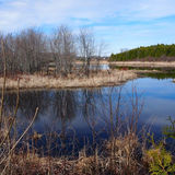 Shorebird Habitat and Protection