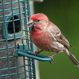 Bird Feeding: Food Selection