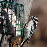 Bird Feeding: Placement