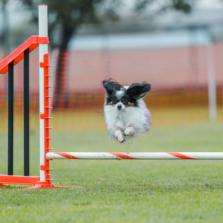 AKC Agility Trial March 27 - 29