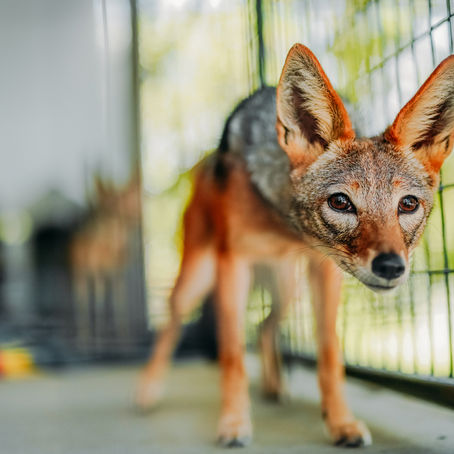 JABCECC Jackal Pups Updated Session