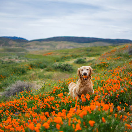 Poppy Mini Session Event Day 2