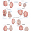 Thumbnail: Comparative Anatomy Guide