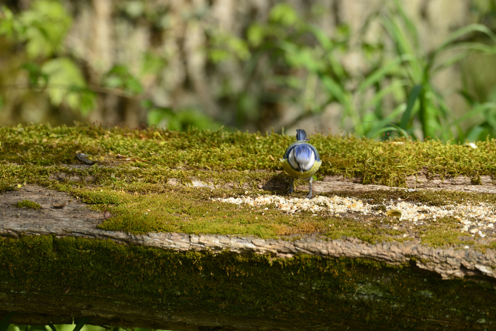 _DSC7548.JPG