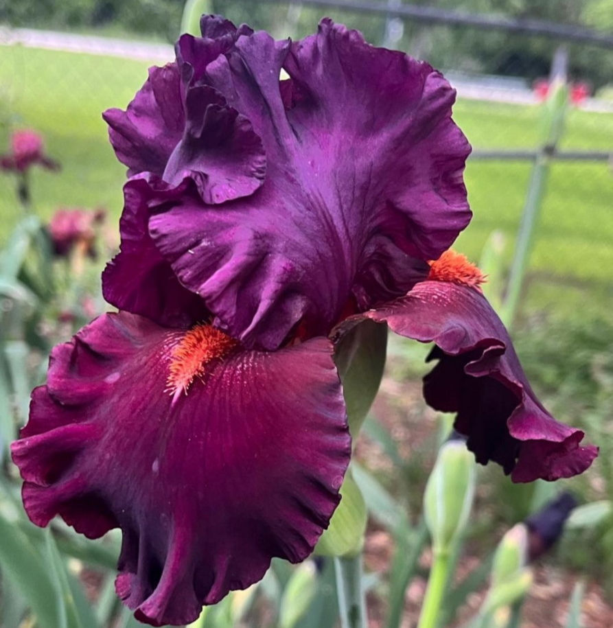 Smoldering Passion Reblooming Iris