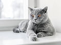graue-katze-am-fenster-shutterstock-PHOTOCREO-Michal-Bednarek.jpg