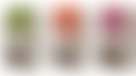 'הטחנות הגדולות של א"י' משיקה קמחים עתיקים