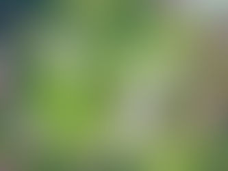 Was sind Bachblüten? – Geschichte, Grundlagen und Wirkungsweise