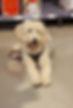 Amila - Goldendoodle