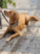 Faye - Golden Retriever