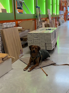 Emotional Support Dog Schweiz