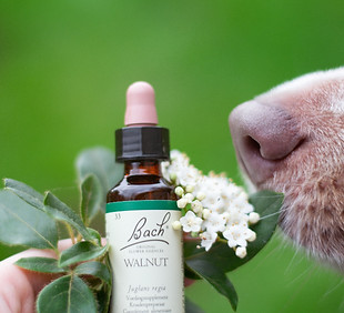 Bach flower remedies and dog nose sniffi