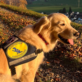 Assistenzhund
